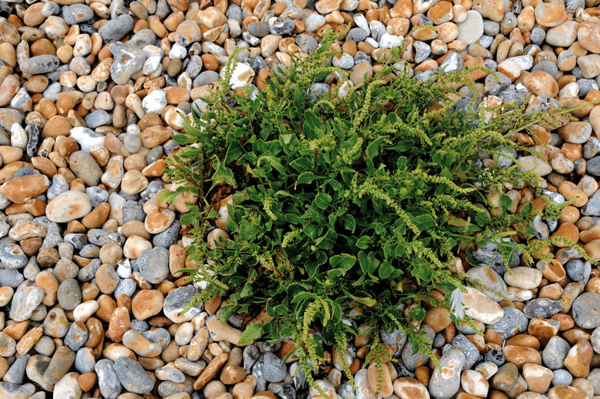 Van alle wilde groenten vormt de Beta vulgaris subsp. maritima of strandbiet een van de lekkerste en meest bruikbare planten.