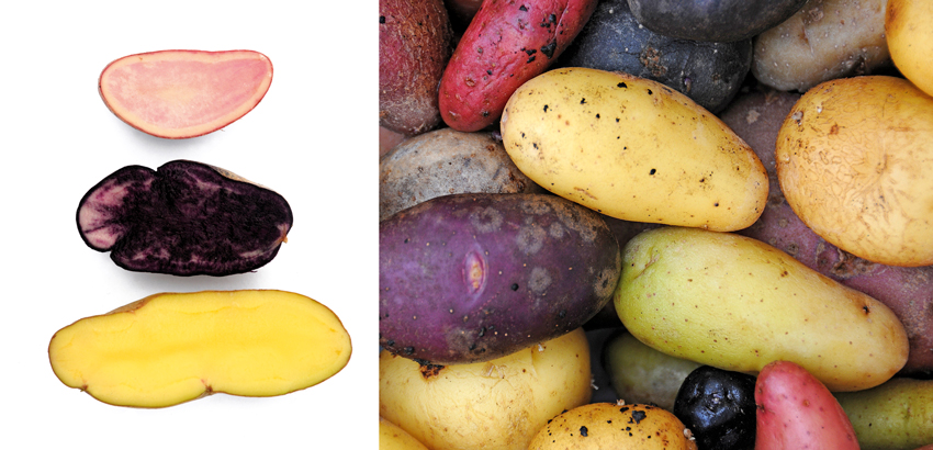 Aardappelen kweken in kleur