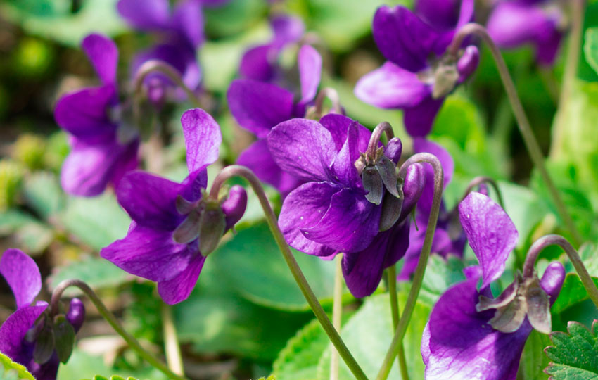 Maart-viooltje-Viola-odorata