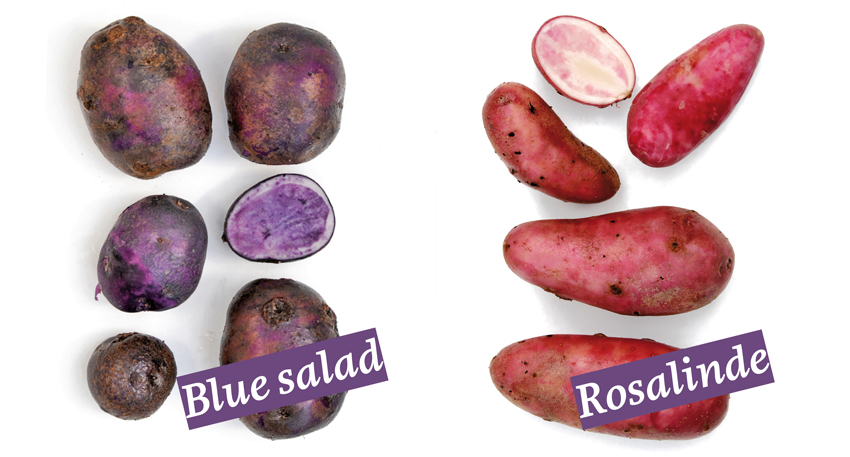 Aardappelen kweken Rosalinde en Blue salad