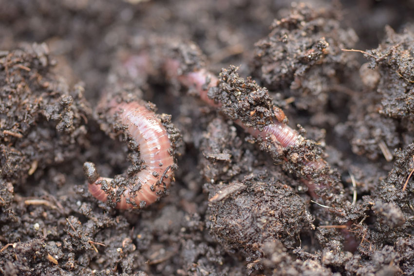 Welke worm in compostbak?