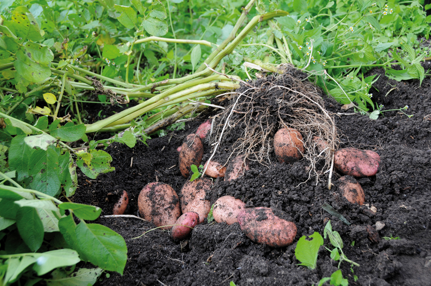 Aardappelen oogsten