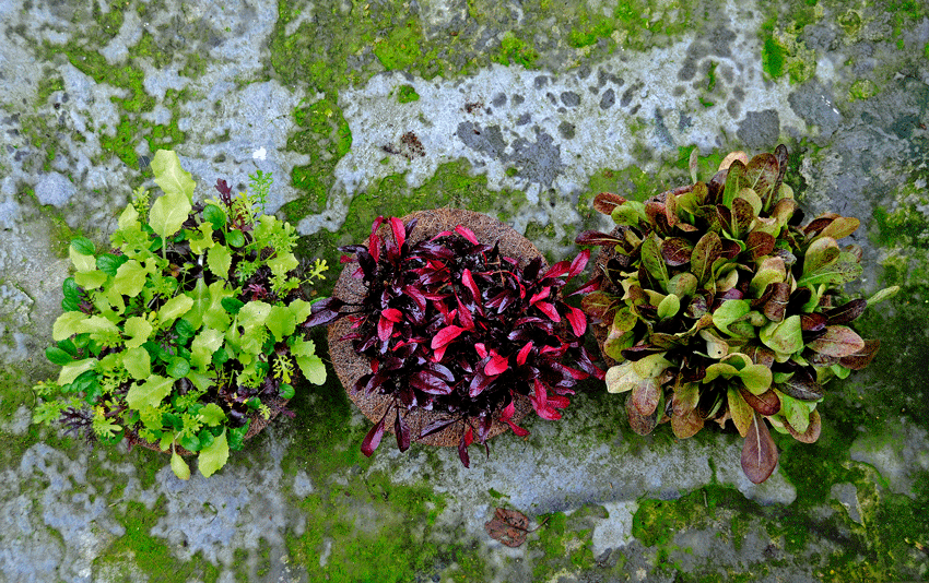 Japanse miniblad tuin